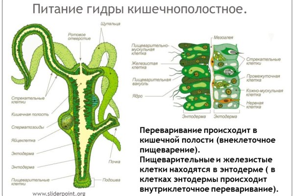 Kraken россия